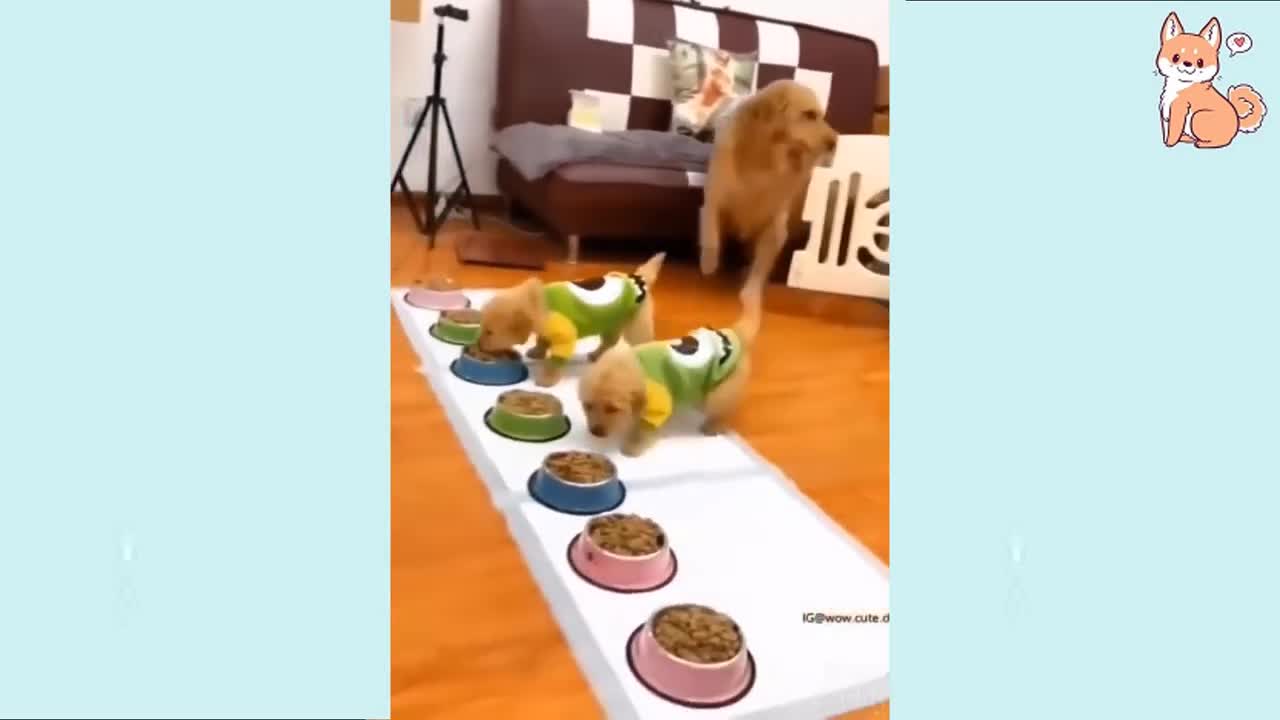 Cute dog cute puppy