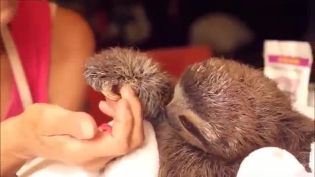 Baby Sloths Being Sloths - FUNNIEST Compilation (2021)