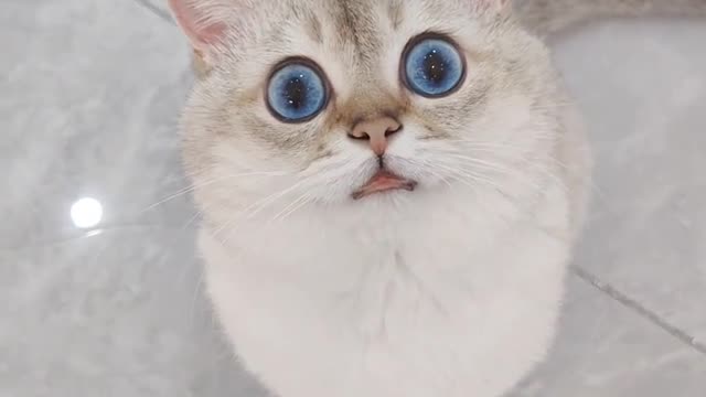 Cute meow