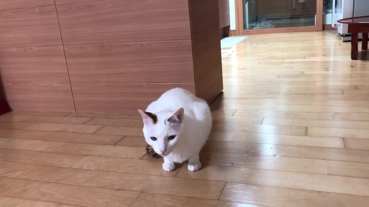 A cat that makes a "meow" sound.