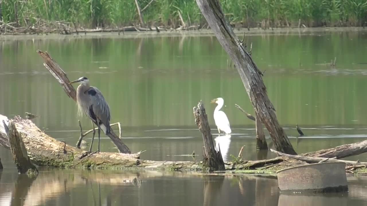 92 Toussaint Wildlife - Oak Harbor Ohio - Beauty And Grace On Full Display