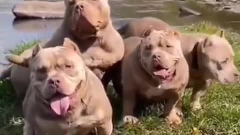 Short video#dog short video#pitbull dog short video#dog new short video 2021#