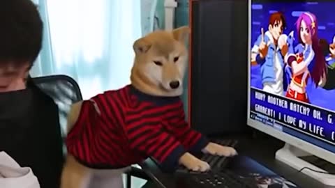 A GAMER DOG