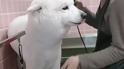 The dog's hairdresser was stunned