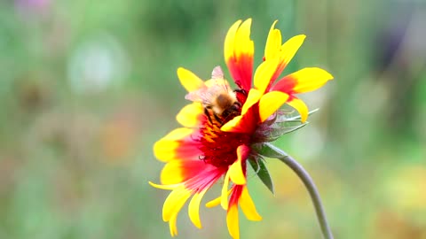 Bee walking on a flower