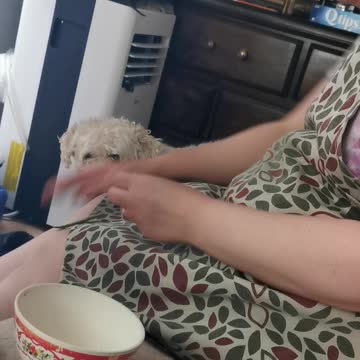 Buddy dog wants snap peas