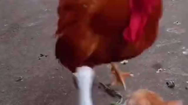 Cat funny _ cock fight video