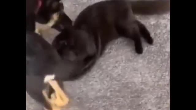 comendy funny video of cat musition