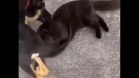 comendy funny video of cat musition