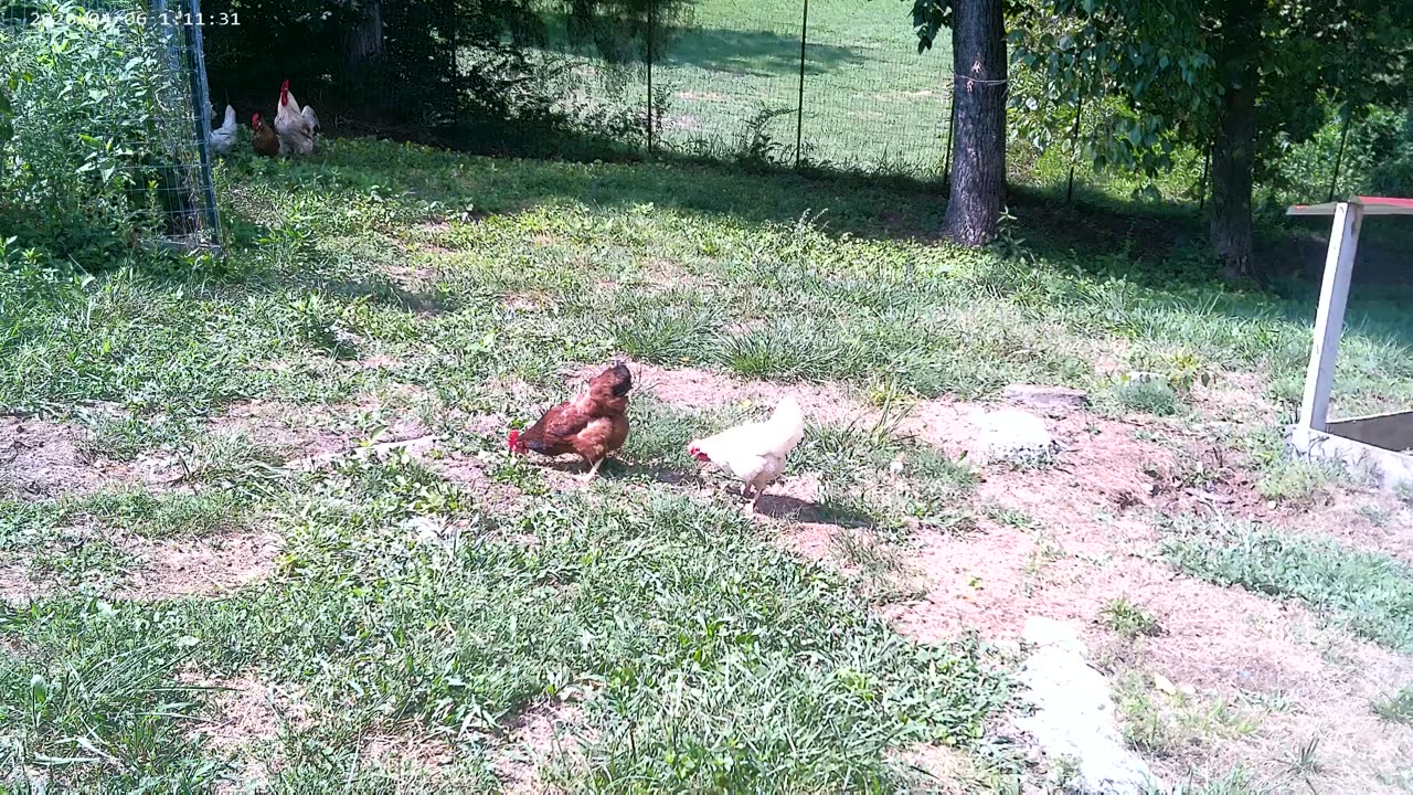 chicken in the back yard