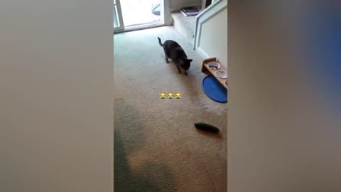 Cats Vs Cucumber Challenge - Funny Cat Reaction Videos