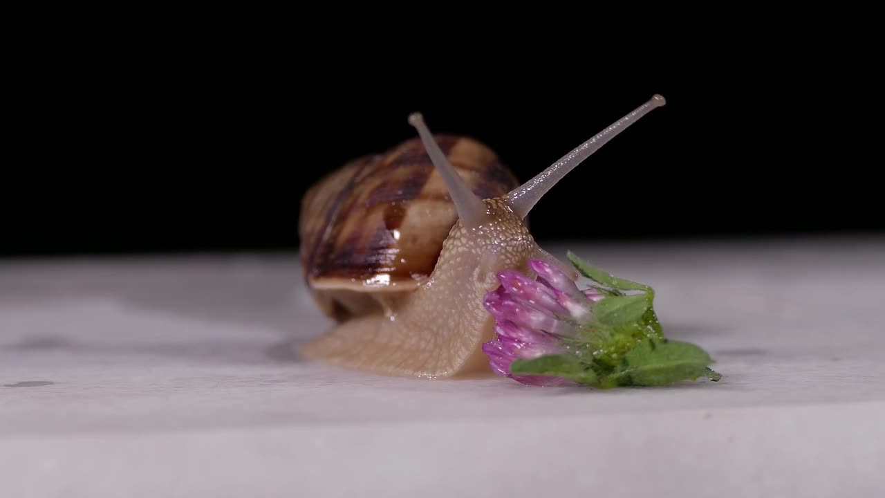 Snail Wild Nature Animal Wildlife Spiral