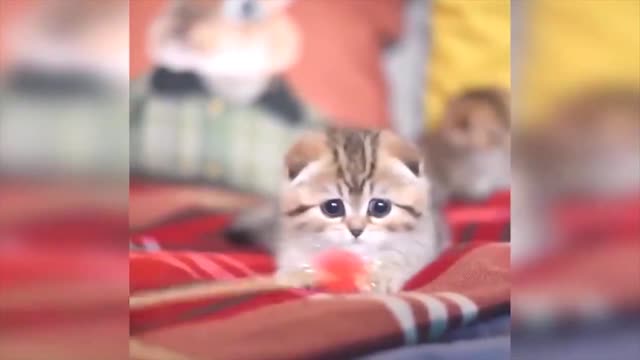 The cute cat play on game