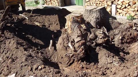 Arborist Response Team - (808) 404-8506