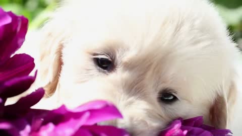 beautiful little golden retriever puppy in nature