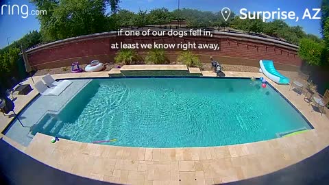 Hamilton, the Dog, Hits The Water & Son Coaches Mom Via a Ring Cam # Neighborhood Stories