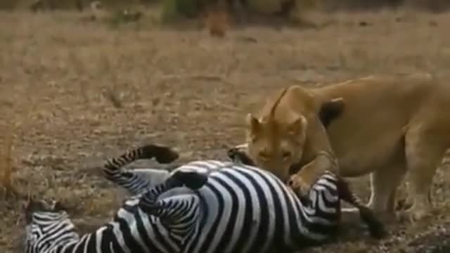 the lion hunted the giraffe in the fores