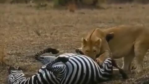 the lion hunted the giraffe in the fores