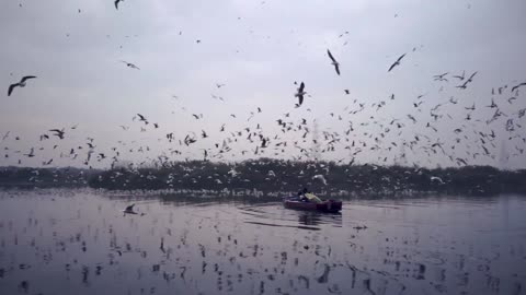 seagulls