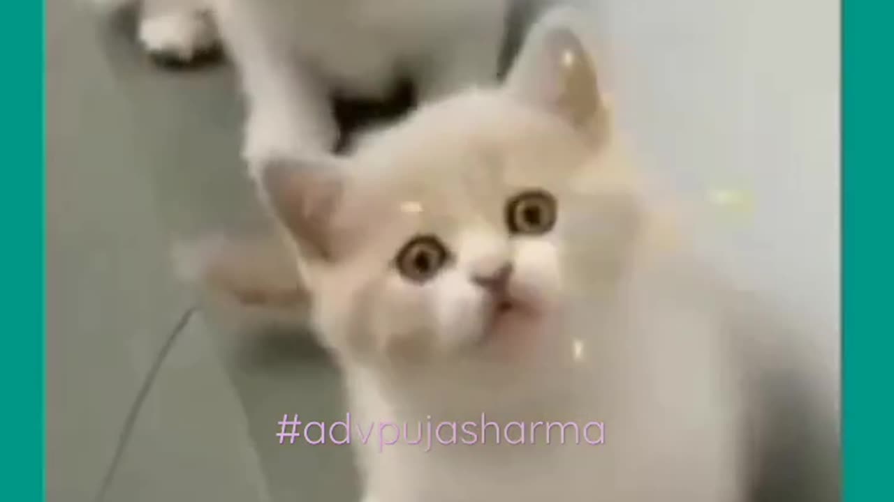 patlikamerya bole dance on cute cat