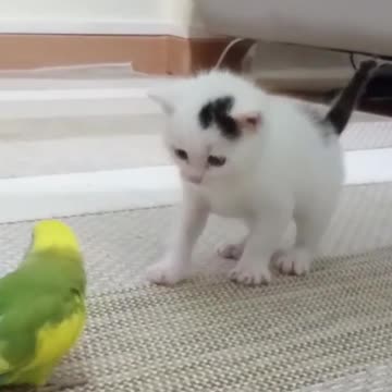 cute pet funny video🙀 cate reaction cutting to parrot 🦜,funny video
