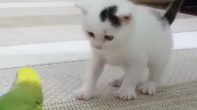 cute pet funny video🙀 cate reaction cutting to parrot 🦜,funny video