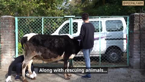 Welcome to the Peepal Farm Helpline! # Animal Rescue # Dog Training # Animal First Aid