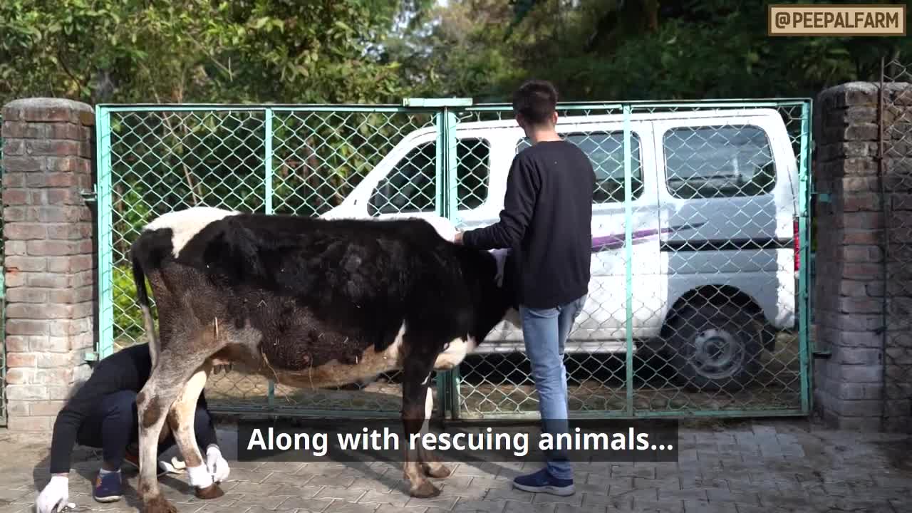 Welcome to the Peepal Farm Helpline! # Animal Rescue # Dog Training # Animal First Aid