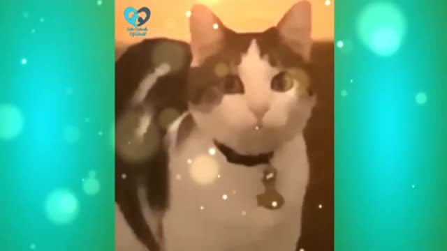 Cat fanny video