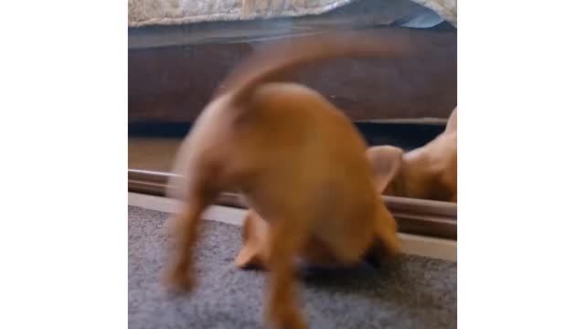 Dog playing with 🪞 mirror😂 Cute 🐕 dog funniest dog video 😂