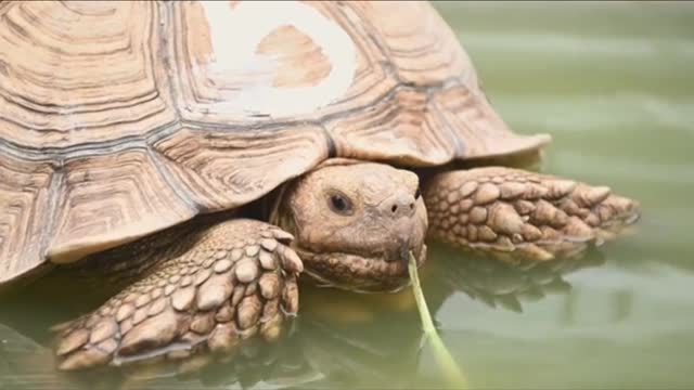 African spurred tortoise relaxing in water