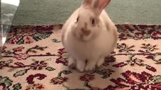 Young rabbit becoming a loaf of bread