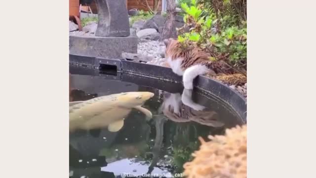 funny cats,funniest cats 😹 don't stop laughter