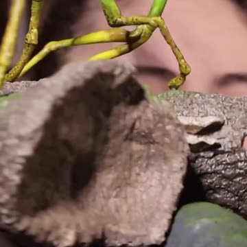 Exploring the Enchanting World of Pickett #fantasticbeasts #newtscamender #prime1studios #potter