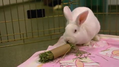 Funny rabbit eating