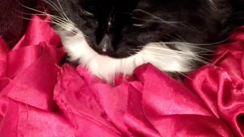 Black and white cat laying on pink blanket meows when camera shows face