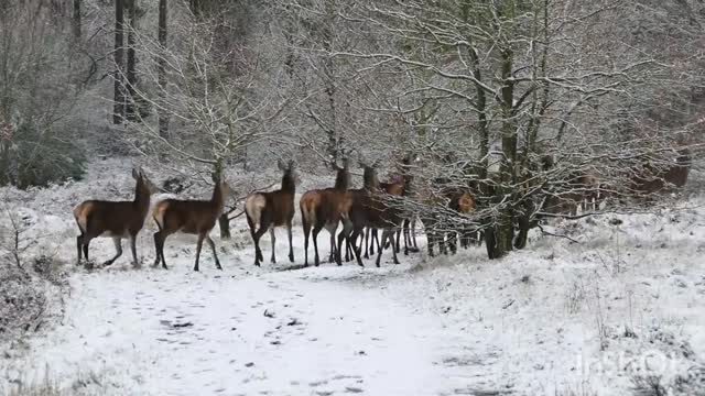 BEAUTIFUL HERD OF SPOTTED DEER