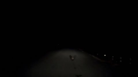 Porcupine