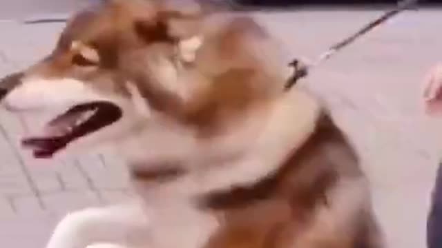A dog walking with two legs just like humans!