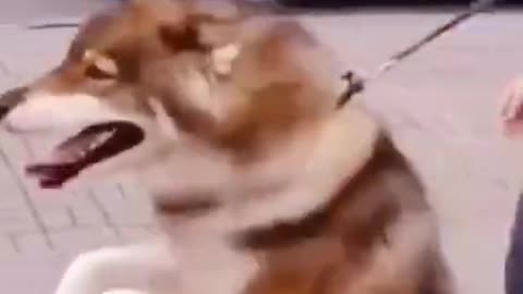 A dog walking with two legs just like humans!