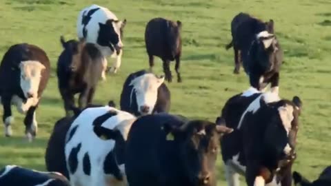 COW VIDEO 🐮🐄 COWS MOOING AND GRAZING IN A FIELD 🐄🐮