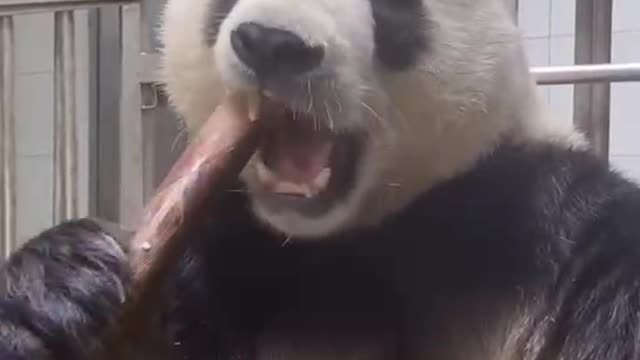 panda easting