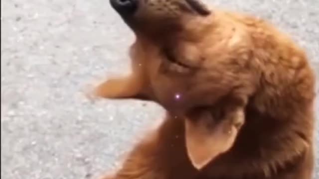 [Funny Collection] Season 1, funny puppy!