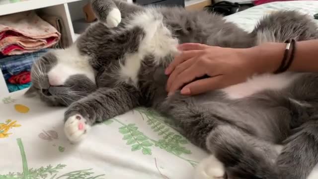 Cat bellyrubs