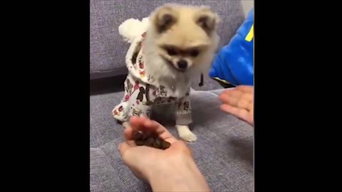 Baby Dogs Video - Cute Pets And Funny Animals 2020!!