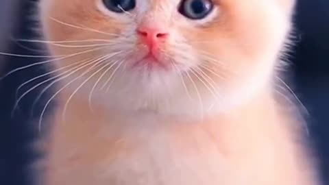 🌺Cute Baby Cat WhatsApp Status 💫❣️Cute Cat Status Video raataan lambiyan |Animals Profile#shorts#cat