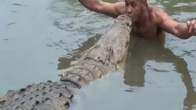 Wow... Amazing !! This crocodile is massive!
