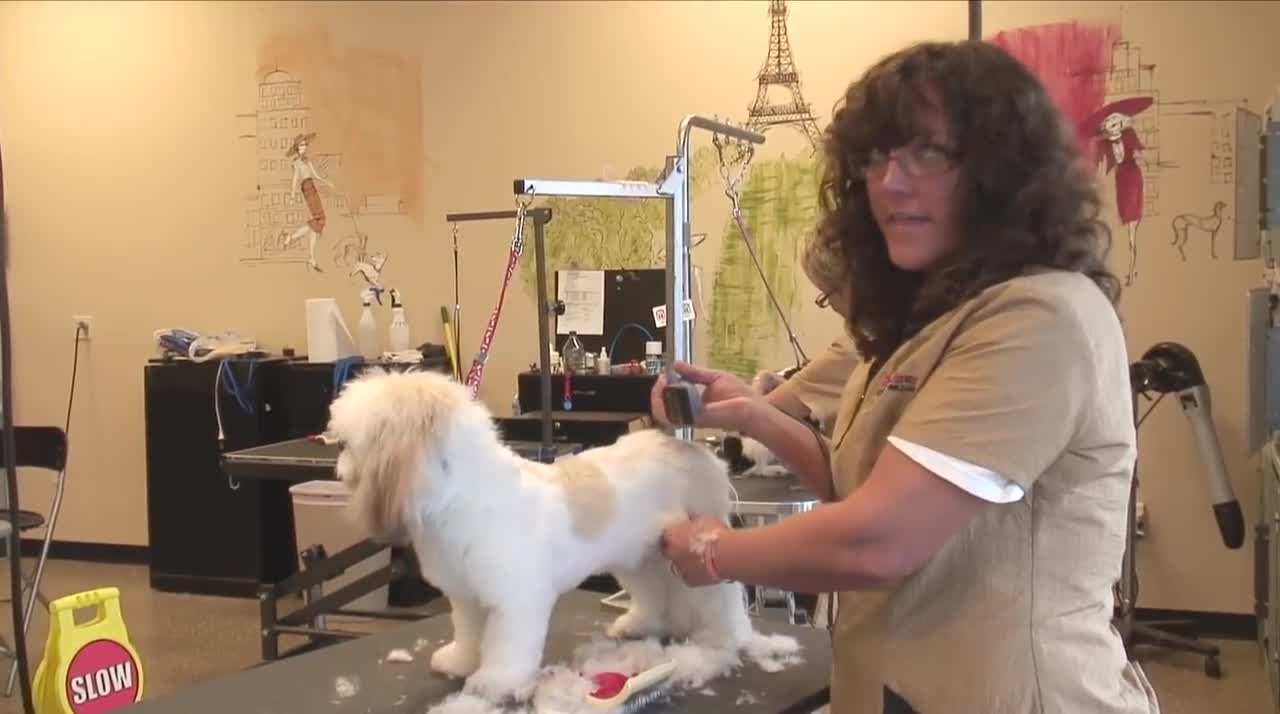 How to Use Clippers when Grooming a Shaggy-Haired Dog : Dog Grooming