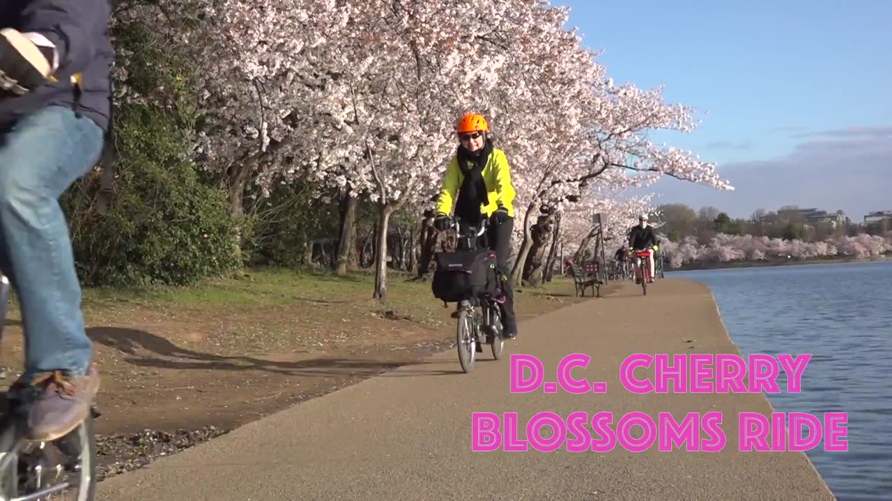 Cherry blossom Bike tour