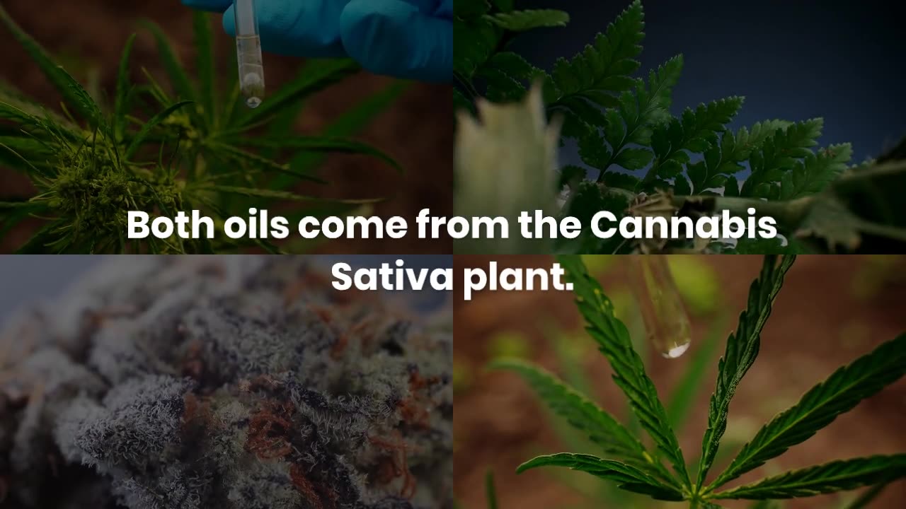 Hemp Oil vs. CBD Oil? What is Better and Why?